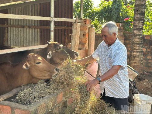Ông Bome được tạo điều kiện tiếp cận vốn vay để trồng lại cà-phê, phát triển chăn nuôi, ổn định cuộc sống.