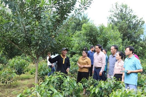 Đoàn công tác kiểm tra dự án hỗ trợ phát triển sản xuất ở bản Bó Giáng