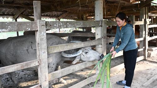 Muốn vận động người dân phát triển kinh tế, bản thân cán bộ cũng phải là người đi trước. Gia đình chị Lý hiện duy trì hơn 1 ha keo tràm, nuôi 5 con trâu, sản xuất 1,2 mẫu lúa cùng các loại cây màu ngắn ngày. Những kinh nghiệm từ thực tế sản xuất giúp trưởng thôn có thêm cơ sở để chia sẻ với bà con.