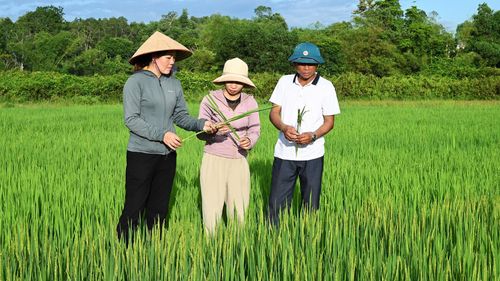 Phương Điền là địa bàn gắn với sản xuất nông nghiệp, vì vậy việc đồng hành cùng người dân trong sản xuất luôn được quan tâm. Chúng tôi thường xuyên nắm tình hình đồng ruộng, đôn đốc chăm sóc lúa hè thu, rà soát diện tích để chuẩn bị sản xuất vụ đông.