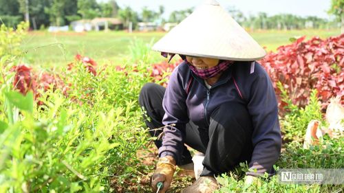 Chị Trần Thị Lan, công nhân chăm sóc cây xanh, cho biết: "Cây mới trồng cần được theo dõi hằng ngày. Chúng tôi tưới nước, làm cỏ, cắt tỉa để cây sinh trưởng tốt. Mong muốn lớn nhất là khi sân bay đi vào hoạt động, hành khách sẽ ấn tượng với những tuyến đường xanh, sạch và đẹp".
