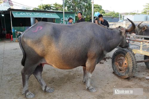 Theo người dân, ở chợ Ú, có một luật ngầm bất thành văn: đã xịt sơn là không bao giờ lật lọng. Chữ "tín" mộc mạc, thẳng thắn đã giúp khu chợ luôn vận hành bình yên, hiếm khi xảy ra tranh chấp.