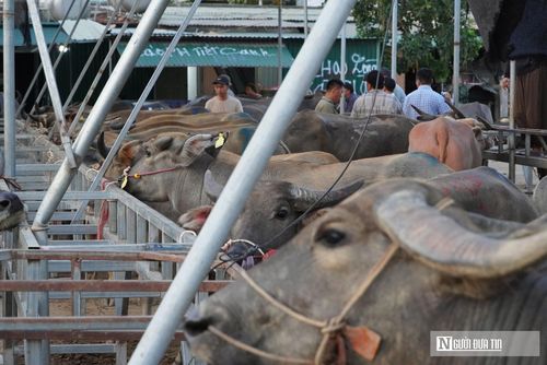 Tại chợ Ú, vệt sơn cầm tay chính là "bản hợp đồng" mộc mạc mang tính cam kết cao. Khi giá cả được thống nhất, một vệt sơn màu xịt thẳng lên mình con vật sẽ thay thế cho mọi thủ tục giấy tờ rườm rà, giúp định danh chủ mới giữa hàng trăm con gia súc tại bãi. Những vệt sơn là bằng chứng xác nhận giao dịch thành công. Từ bãi tập kết, trâu bò nhanh chóng được bốc lên những đoàn xe tải trọng tải lớn, hối hả về các tỉnh phía Bắc và địa phương lân cận.