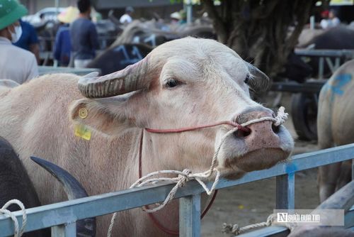 Để đảm bảo an toàn cho toàn bộ hệ thống giao thương ở chợ này, công tác giám sát dịch bệnh tại chợ Ú được triển khai vô cùng chặt chẽ. Theo ông Nguyễn Văn Châu - Phó ban quản lý chợ Ú, tất cả trâu, bò khi đưa vào chợ đều bắt buộc phải có tem kiểm dịch rõ ràng. Để thuận tiện cho công tác quản lý và kiểm soát dịch bệnh, Ban quản lý áp dụng quy trình phân loại nguồn gốc bằng màu sắc: gia súc nhập từ ngoài tỉnh về sẽ được gắn tem màu vàng, còn gia súc nguồn gốc trong tỉnh sẽ sử dụng tem màu xanh.