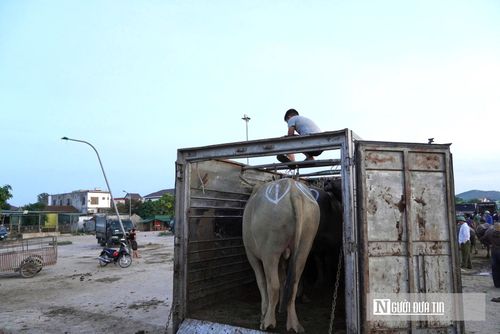 Hệ sinh thái "ăn theo" phiên chợ vô cùng phong phú bao gồm: nghề dắt trâu bò thuê, cung ứng rơm thức ăn, dịch vụ tắm mát gia súc và hậu cần ăn uống cho thương lái. Sự nhộn nhịp của các dịch vụ này vào mỗi kỳ họp chợ đã mở ra nhiều cơ hội việc làm, trở thành nguồn thu nhập ổn định và bền vững cho người dân địa phương. "Trâu bò được thương lái mua về tập kết ở đây rất đông, những con gầy yếu hoặc chưa được giá sẽ chưa xuất đi ngay mà được gửi lại trại để chăm sóc, vỗ béo chờ phiên chợ kế tiếp. Cứ đưa trâu đi chăn thả ngoài đồng, bổ sung thêm rơm rạ, cám bã, mỗi ngày tụi tui được các ‘đầu nậu’ trả tiền công từ 200.000 đến 250.000 đồng/người tùy theo số lượng đàn ít hay nhiều", bà Phạm Thị Vinh, 49 tuổi, trú tại xã Bạch Hà cho biết. 