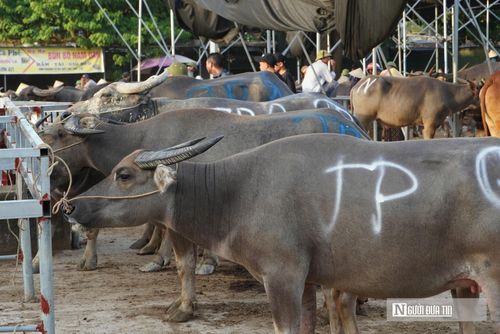 Hệ thống "luật ngầm" mộc mạc kết hợp cùng sự định hướng văn minh đã triệt tiêu hoàn toàn tình trạng chặt chém, to tiếng hay cãi vã. Người mua kẻ bán từ khắp muôn phương về đây đều ứng xử nền nã, tạo nên một môi trường kinh doanh sòng phẳng, an toàn và đậm đà tình nghĩa của người dân. 