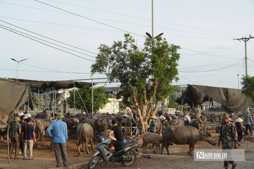 Trao đổi Người Đưa Tin, ông Nguyễn Bùi Phương – Phó Chủ tịch UBND xã Bạch Hà cho biết, chợ Ú là một trong những chợ có đóng góp kinh tế lớn cho địa phương. Khu chợ trăm tuổi này hiện là mạch máu thương mại chiến lược, tạo sinh kế bền vững cho nhiều hộ dân từ các nghề phụ trợ "ăn theo" như cho thuê chuồng trại để gom hàng, dịch vụ dắt trâu bò thuê, cung ứng rơm rạ thức ăn và hậu cần ăn uống phục vụ thương lái muôn phương. Chính quyền địa phương đang đưa chợ Ú vào kế hoạch phát triển chợ trọng điểm nhằm phát triển kinh tế và giữ gìn văn hóa địa phương.