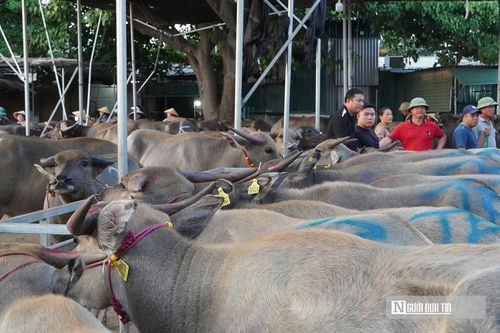 Toàn xã hiện có khoảng hàng chục chuồng trại diện tích lớn do người dân địa phương đầu tư xây dựng. Hệ thống chuồng trại này được các “đầu nậu” thuê trọn gói làm tổng kho để tập kết và “gom” trâu, bò từ nhiều nguồn trước khi bốc lên xe tải trọng tải lớn đi tiêu thụ. 