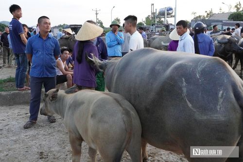 Riêng với bò nái giống, người mua lại khắt khe tìm kiếm những con có ngoại hình nhanh nhẹn, thuần tính, đầu cổ thanh nhỏ, bụng to nhưng không sệ và bầu vú phải phát triển đều, cân đối. Đặc biệt, một mẹo bất di bất dịch của dân trong nghề để kiểm tra thể trạng con vật là quan sát mắt và mũi; bò khỏe mạnh bắt buộc phải có mắt sáng tinh nhanh, răng hàm đều đặn và đi đứng vững chãi.