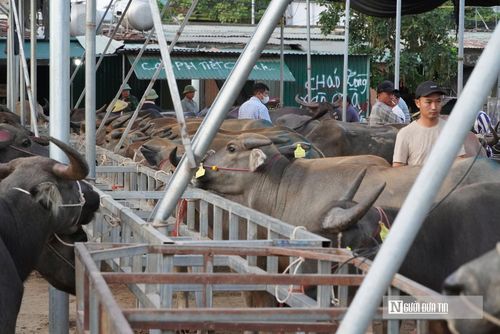Giữa "biển" gia súc tại chợ Ú, giới buôn bò dày dạn sương gió luôn áp dụng những bộ quy tắc "vàng" riêng biệt để chọn được những con bò chất lượng nhất. Theo ông Võ Văn Minh, trú ở xã Bạch Hà cho biết, khi chọn bò thịt hoặc bò nuôi vỗ béo, thương lái thường ưu tiên những con có thân hình vạm vỡ, khung xương chắc chắn, đường sống lưng thẳng dài cùng phần ngực sâu và mông nở rộng. 