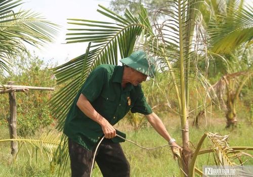 CCB Đặng Văn Luân bên một gốc dừa xiêm giống được ông đưa từ An Giang về Quảng Trị để trồng lấy quả.