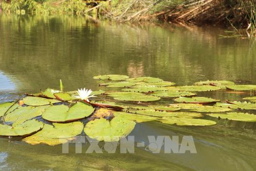 Hoa súng trắng, loài hoa bản địa của vùng Đồng Tháp Mười, trong Vườn Quốc gia Tràm Chim. Ảnh: Hồng Nhung - TTXVN
