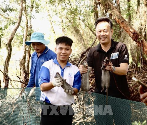 Chuột cống nhum là loài chuột to nhất tại Vườn Quốc gia Tràm Chim, chỉ ăn lúa và các loại thực vật khác. Ảnh: Hồng Nhung - TTXVN