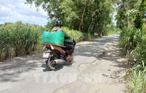 Tuyến đường từ trung tâm xã Đầm Dơi đến xã Tân Tiến là tuyến đường huyết mạch vận chuyển tôm cua của nông dân bán cho thương lái. Ảnh: Tuấn Phi - TTXVN
