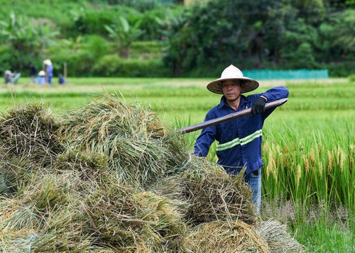 Nông nghiệp bền vững có thể tạo tín chỉ carbon. Ảnh: Hoàng Anh. 