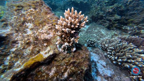 Xen giữa những mảng san hô cũ là những tập đoàn non vừa bám nền đá. Ảnh: Con Dao Dive Center