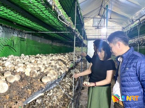 Mô hình trồng nấm hữu cơ ở xã Bà Nà. Ảnh: HOÀNG LIÊN