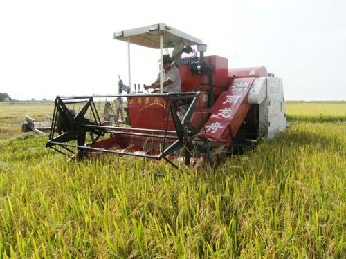  Người dân sử dụng máy gặt đập liên hợp để thu hoạch lúa tại xã Chư A Thai. Ảnh: L.N 
