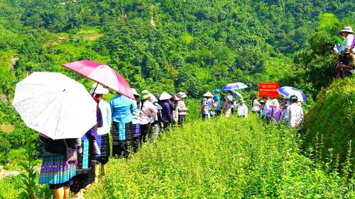 Các đại biểu tham quan mô hình khảo nghiệm cây nhân trần tại thôn Nậm Trang.