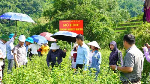 Các đại biểu trao đổi, đánh giá kết quả bước đầu của mô hình ngay tại khu vực trồng cây.