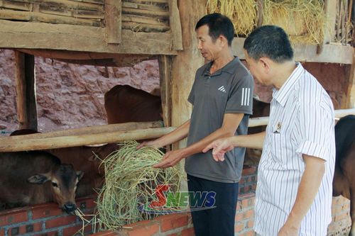 Mô hình chăn nuôi bò của CCB xã Yên Châu.