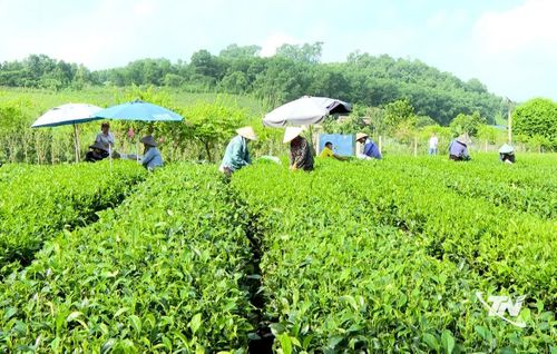 Người dân xã Đồng Hỷ chuyển dần từ canh tác truyền thống sang chăm sóc theo tiêu chuẩn VietGAP, hữu cơ.
