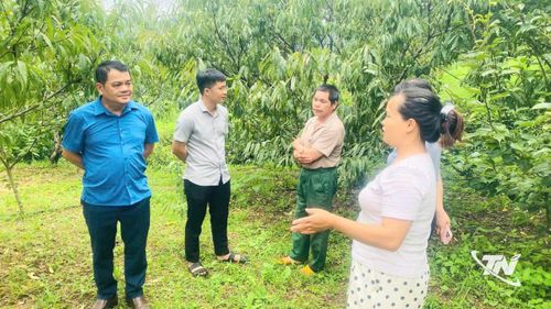 Lãnh đạo xã Nà Phặc thăm nắm các hộ trồng đào tại địa phương.
