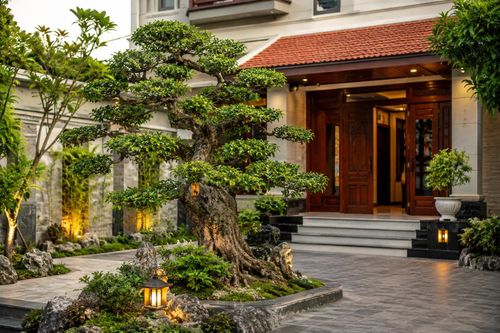 Việc trồng cây duối sẽ phù hợp nếu nhà có diện tích sân vườn rộng, thoáng đãng. Ảnh minh họa.
