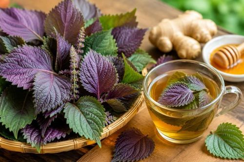 Lá tía tô vừa là rau gia vị quen thuộc vừa là dược liệu được sử dụng từ lâu trong y học cổ truyền để hỗ trợ chăm sóc sức khỏe.