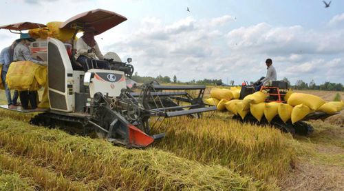 Cần đẩy mạnh liên kết và tiêu thụ đảm bảo tính ổn định và bền vững. Ảnh: Nguyên Du.