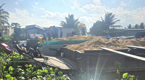 Điểm nghẽn của chuỗi liên kết chuỗi giá trị lúa gạo trong Đề án phát triển 1 triệu ha lúa chất lượng cao, phát thải thấp là doanh nghiệp, hợp tác xã và nông dân chưa hiểu nhau, ai cũng vì quyền lợi của mình. Ảnh: Nguyên Du.