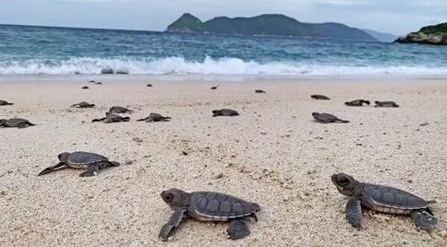 Côn Đảo được đánh giá là một trong những trung tâm bảo tồn rùa biển đạt hiệu quả cao trên thế giới. (Ảnh: Nhi Nhi)