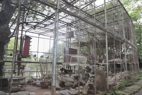 Một trong những hạng mục được đầu tư nhiều công sức nhất là vườn chim rộng hàng nghìn mét vuông. Theo Khánh Ly, khu vực này hiện nuôi hơn 1.000 cá thể chim, vẹt và bồ câu. Ông xã cô dành nhiều năm sưu tầm các giống chim, đồng thời trực tiếp tham gia thi công vườn chim trong hơn một năm để mọi chi tiết đúng với thiết kế ban đầu.(ảnh: Mai Bình)