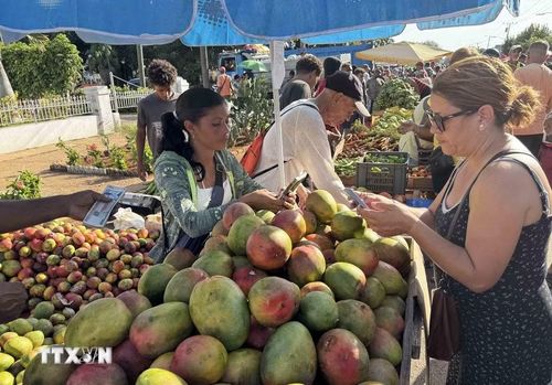 Cuba, đất nước của xoài. (Ảnh: Việt Hùng/TTXVN)