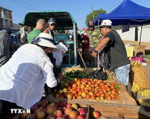 Cà chua, một loại nông sản không thể thiếu trong mỗi bữa ăn của người Cuba. (Ảnh: Việt Hùng/TTXVN)