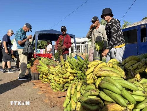 Chuối “đực” được dùng làm món chiên, rán là một nông sản đặc trưng của Cuba. (Ảnh: Việt Hùng/TTXVN)