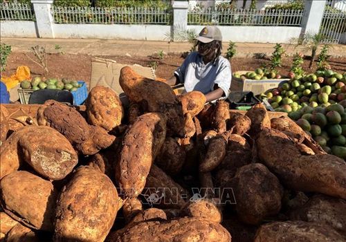 Khoai lang, nông sản có sản lượng cao tại Cuba.