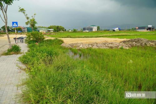 Các lô đất đấu giá đang được người dân trồng lúa.