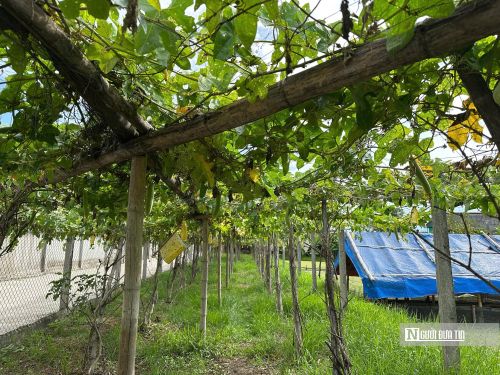 Gia đình ông tận dụng diện tích đất vườn sát ao để trồng mướp, bí, bầu...