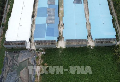 Trại có đầu tư hệ thống xử lý khí thải chuồng nuôi nhưng mùi hôi vẫn phát tán ra môi trường. Ảnh: Nhựt An - TTXVN