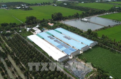 Trại nuôi vịt TT ở ấp 3T, xã Bình Hàng Trung (Đồng Tháp) có 4 dãy chuồng nuôi với quy mô hàng chục nghìn con. Ảnh: Nhựt An - TTXVN