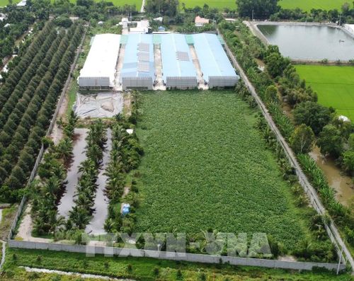 Tuy trại vịt đã thực hiện các biện pháp bảo vệ môi trường nhưng mùi hôi vẫn phát tán ra xung quanh. Ảnh: Nhựt An - TTXVN