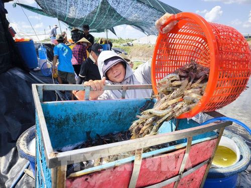 Thu hoạch tôm tại trang trại anh Nguyễn Văn Du, xã Tân Thủy, tỉnh Vĩnh Long. Ảnh: Huỳnh Phúc Hậu - TTXVN