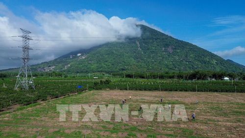 Lợi thế về điều kiện tự nhiên góp phần tạo dư địa để Tây Ninh phát triển nông nghiệp hiện đại, nâng cao giá trị gia tăng và sức cạnh tranh của nông sản. Ảnh: Giang Phương - TTXVN