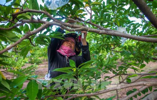 Vùng nguyên liệu mãng cầu Bà Đen là một trong những lợi thế của Tây Ninh để phát triển nông nghiệp công nghệ cao và công nghiệp chế biến. Ảnh: Giang Phương - TTXVN