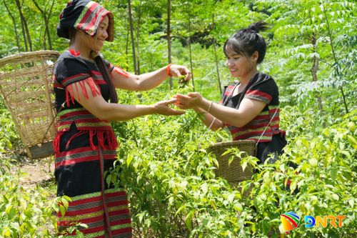 Niềm vui mùa vụ. Ảnh: THIỆN TÙNG