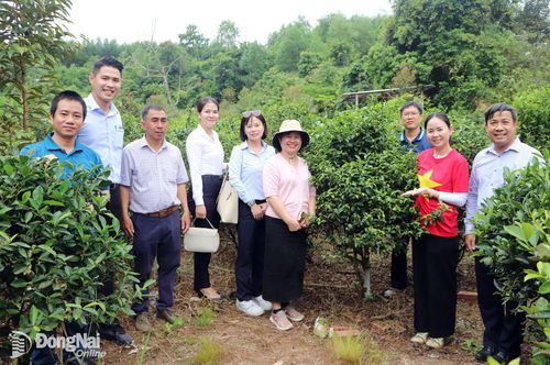 Đoàn khảo sát vườn chè Phó Hội. Ảnh: Ngọc Liên