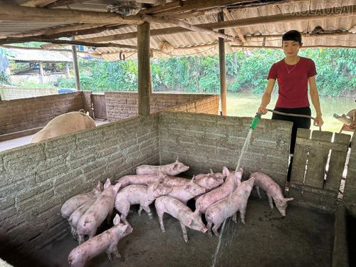Nhờ tiếp cận thông tin, kỹ thuật chăn nuôi, gia đình bà Lý Thị Chính mạnh dạn phát triển đàn lợn, nâng cao thu nhập.