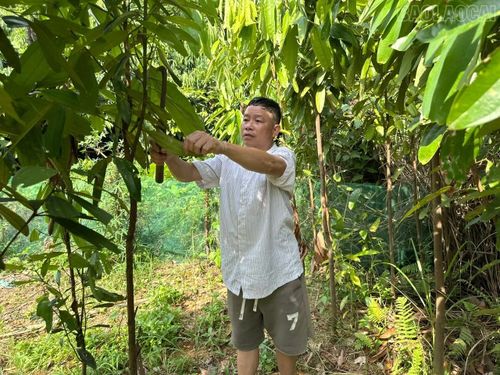 Ông Triệu Văn Thóc, thôn Ngòi Mấy chăm sóc diện tích quế của gia đình sau khi áp dụng kỹ thuật được tuyên truyền, hướng dẫn.