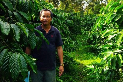 Canh tác cà phê vối trong hệ sinh thái đa tầng thực vật tại nông hộ Trịnh Tấn Vinh ở xã Bảo Thuận